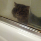 Illustration for article titled If you give a cat a bath...